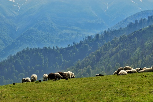 A flock of sheep on top of mountains in North of Iran