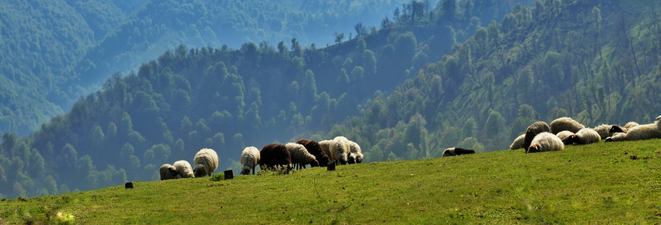 A flock of sheep on top of mountains in North of Iran